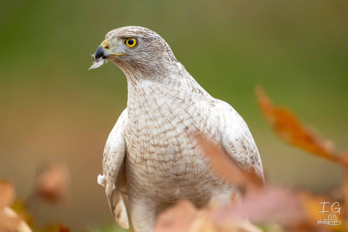 AK6I2425 31 oktober 2021 1630 09